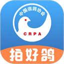 中国信鸽协会