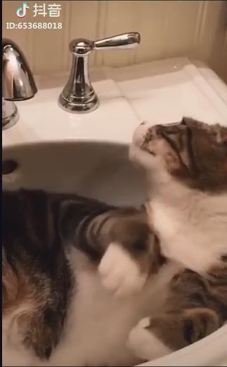 抖音炖猫汤语音包音频完整版图片1