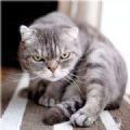 抖音上很凶的猫图片