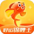 好运锦鲤王打卡养成app最新版下载