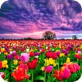  花田动态壁纸app