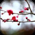 梅花易数笔记排盘软件app下载