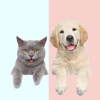 猫狗翻译器中文版